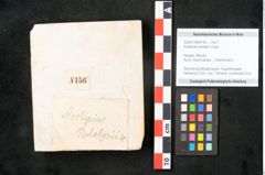 Foto (Objekt + Etikett) von Asclepias podalyrii Unger (NHMW-GEO-2024-0188-8156)
